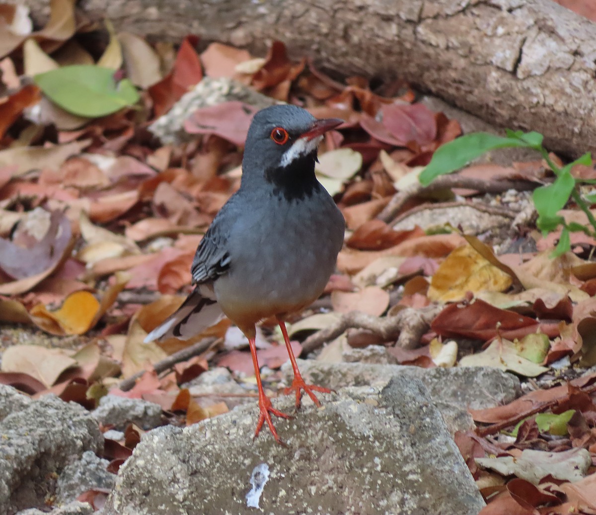 Western Red-legged Thrush (Rusty-bellied) - ML636021088
