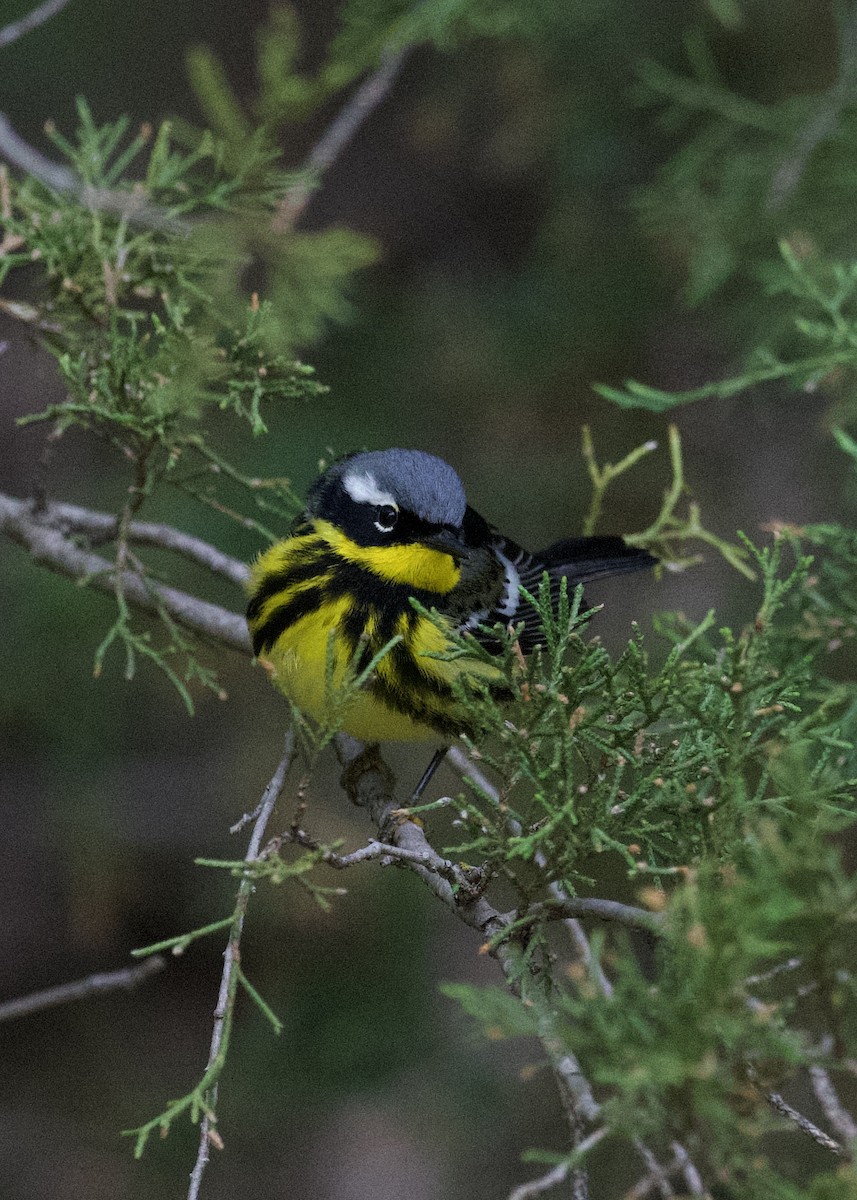 Magnolia Warbler - ML636021124
