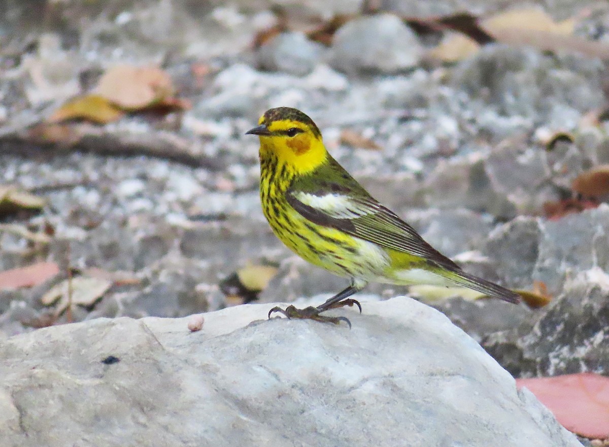 Cape May Warbler - ML636021128