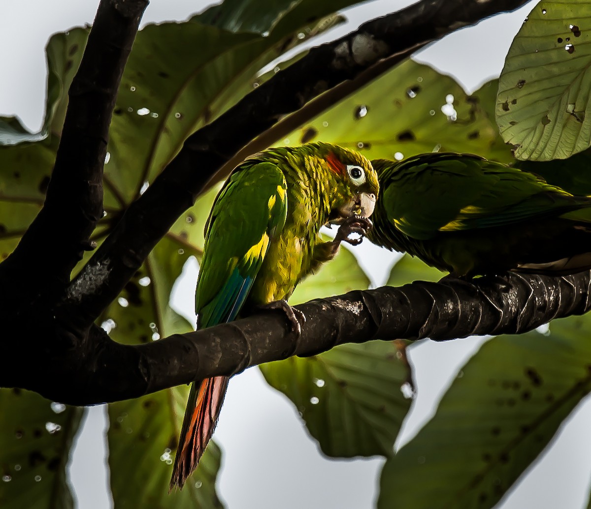 Sulphur-winged Parakeet - ML636021145