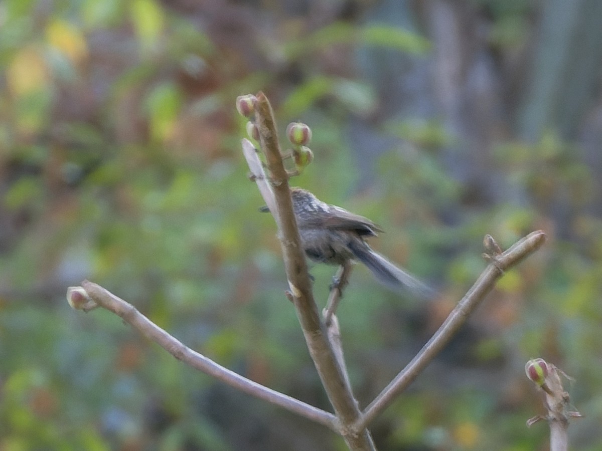 Streaked Tit-Spinetail - ML636021170