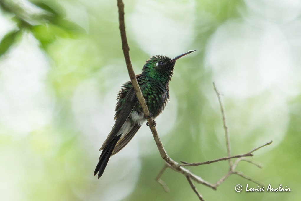 Cuban Emerald - ML63602121