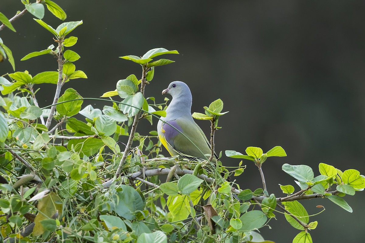 Bruce's Green-Pigeon - ML636021323