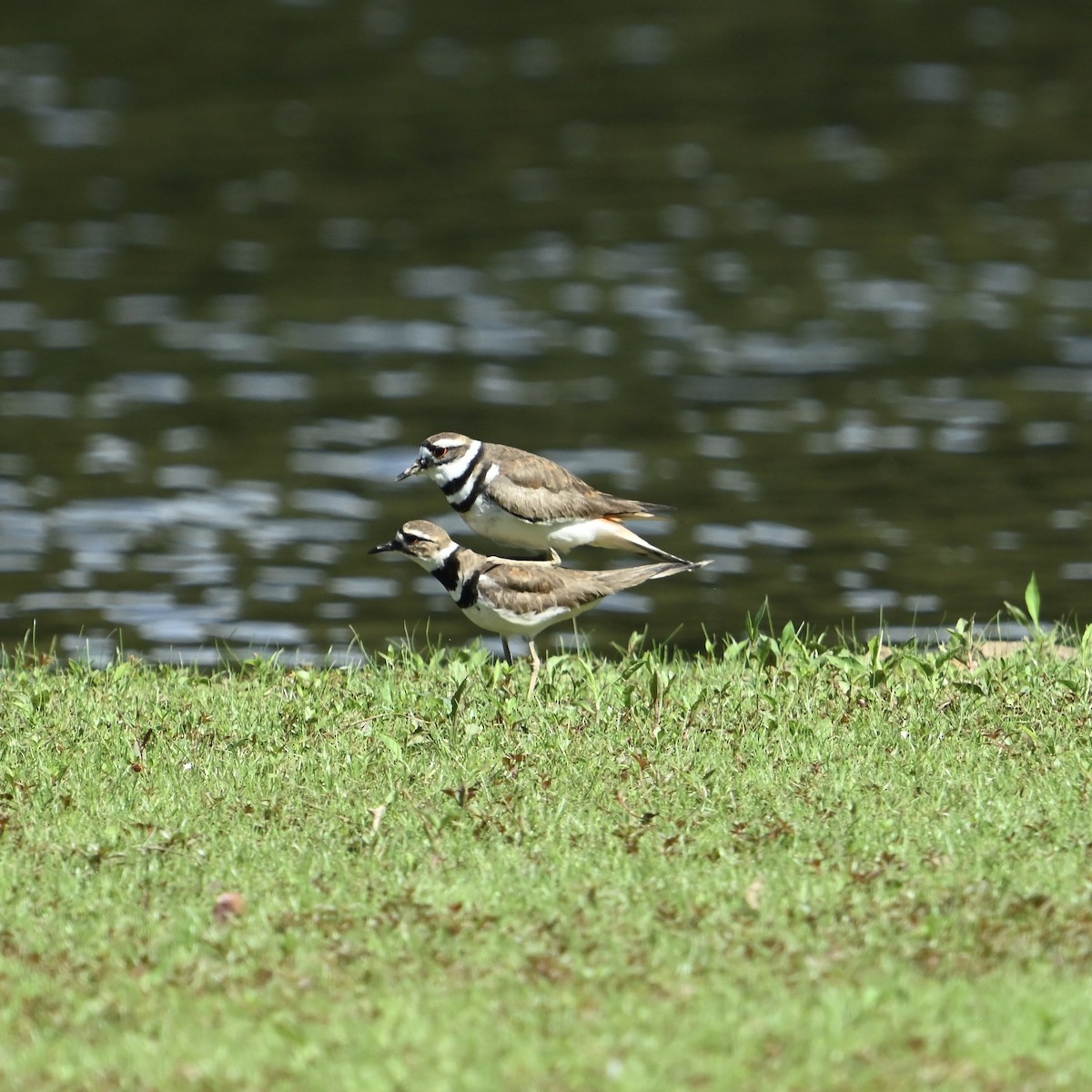Killdeer - ML636021433