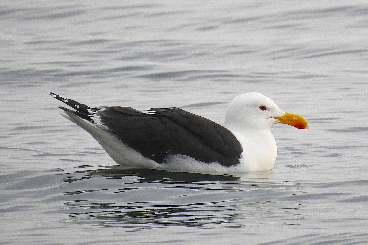 Great Black-backed Gull - David  Clark