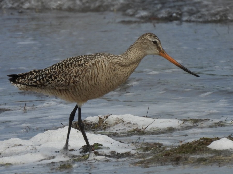 Marbled Godwit - ML636021485