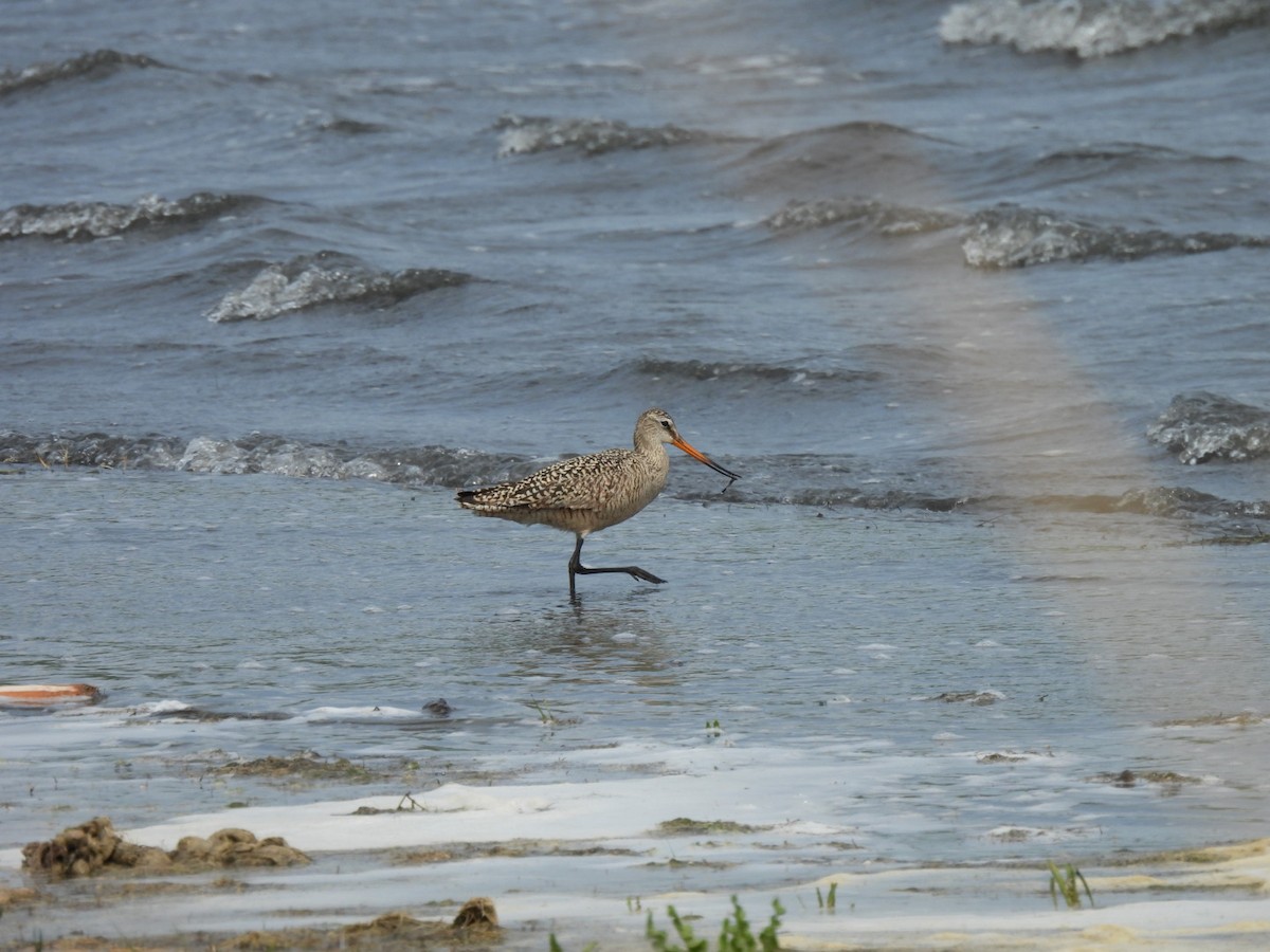 Marbled Godwit - ML636021486