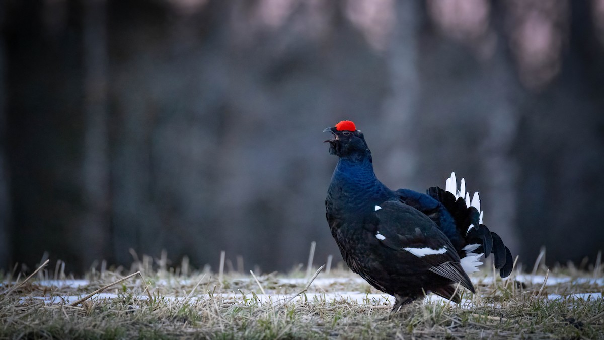 Black Grouse - ML636021489