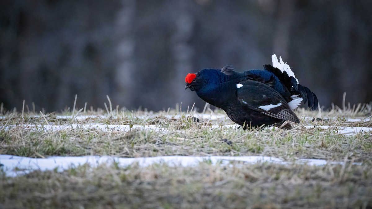 Black Grouse - ML636021513