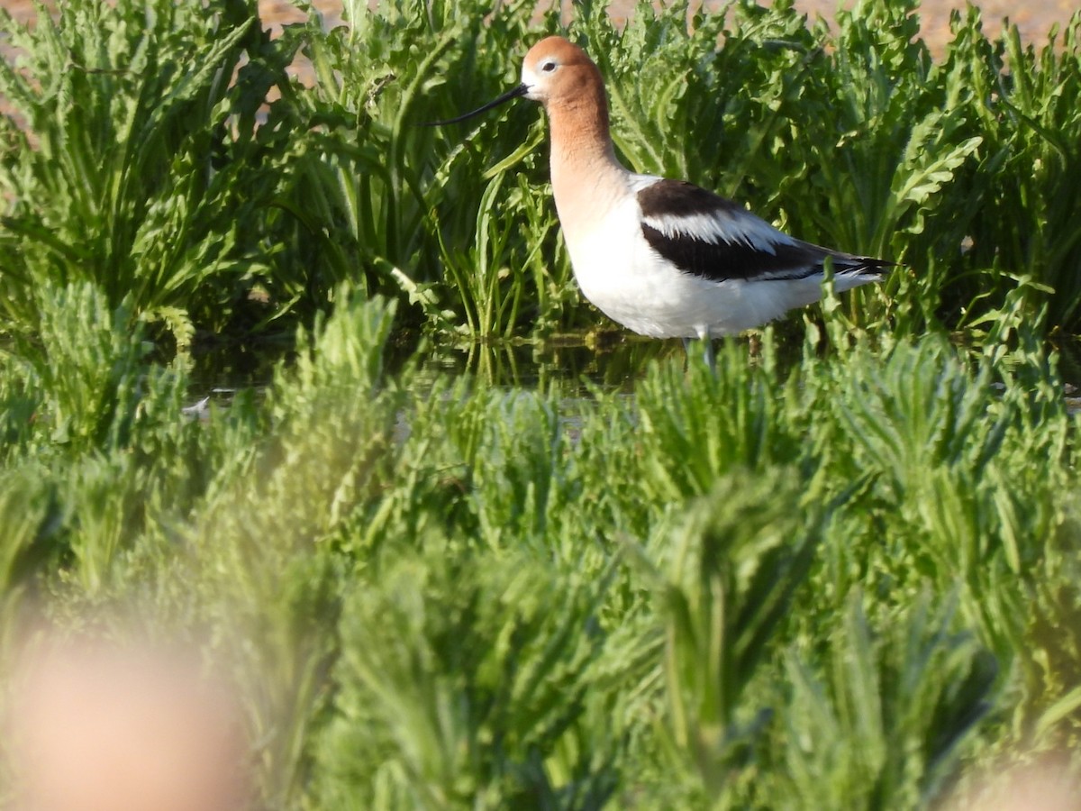 American Avocet - ML636021526