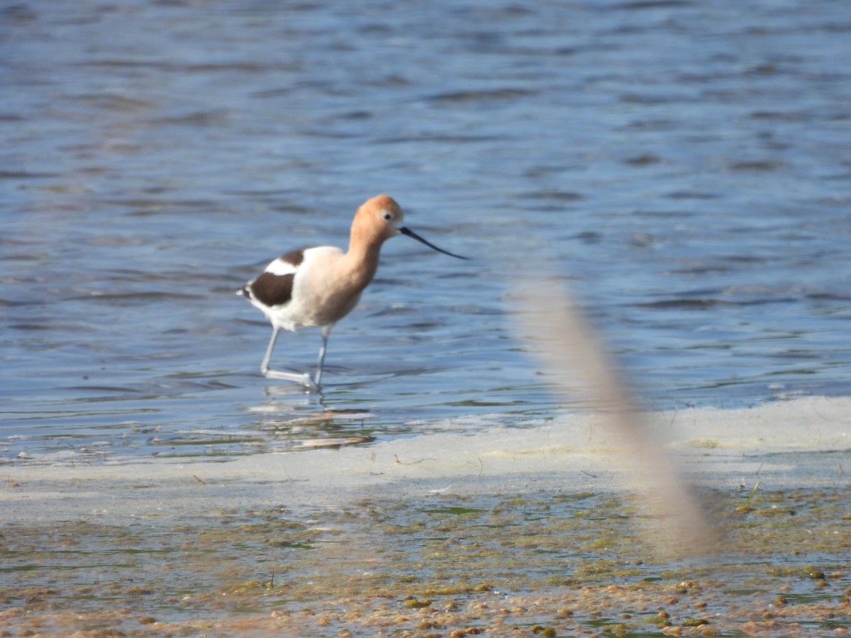 American Avocet - ML636021527