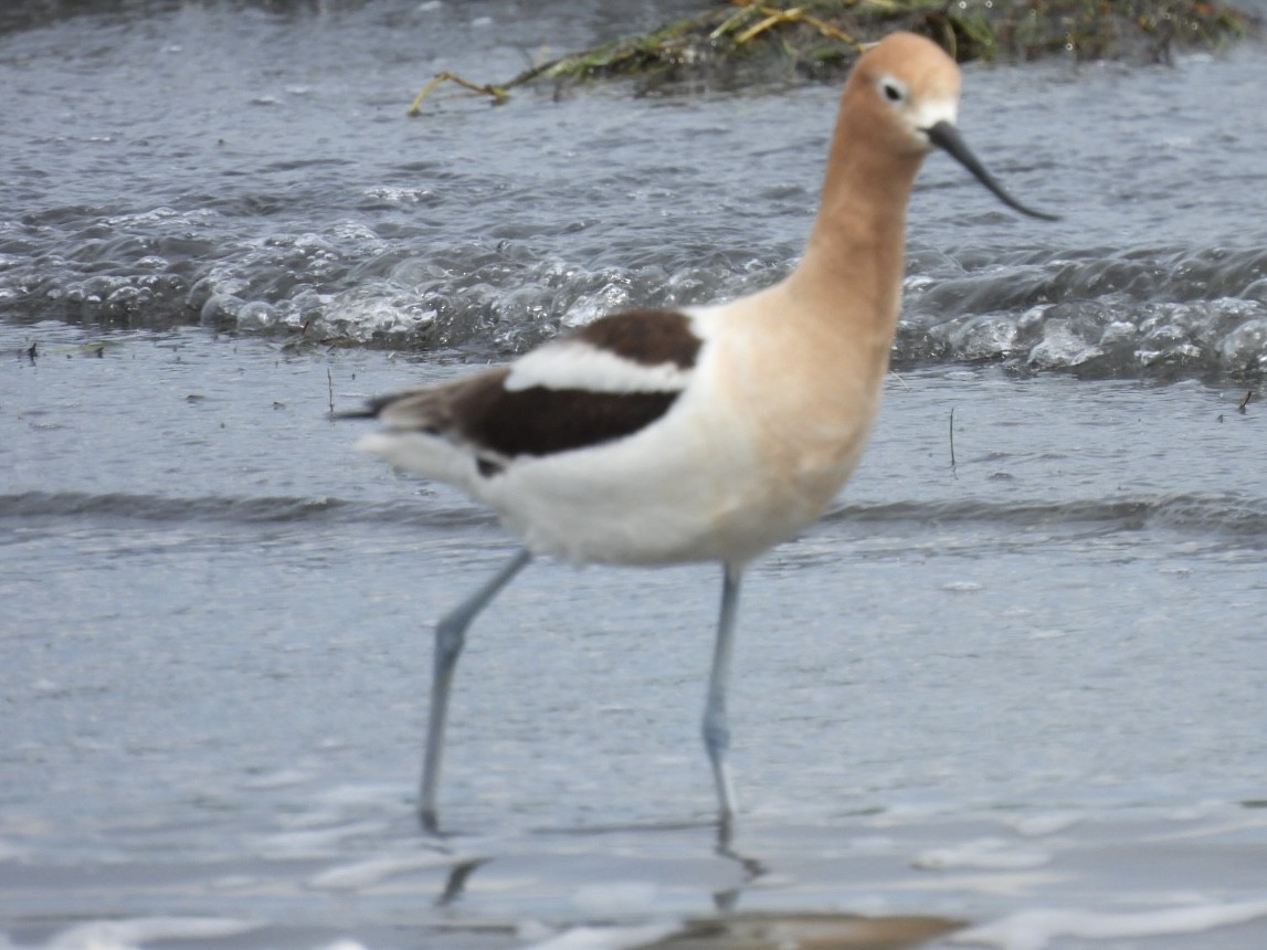 American Avocet - ML636021528