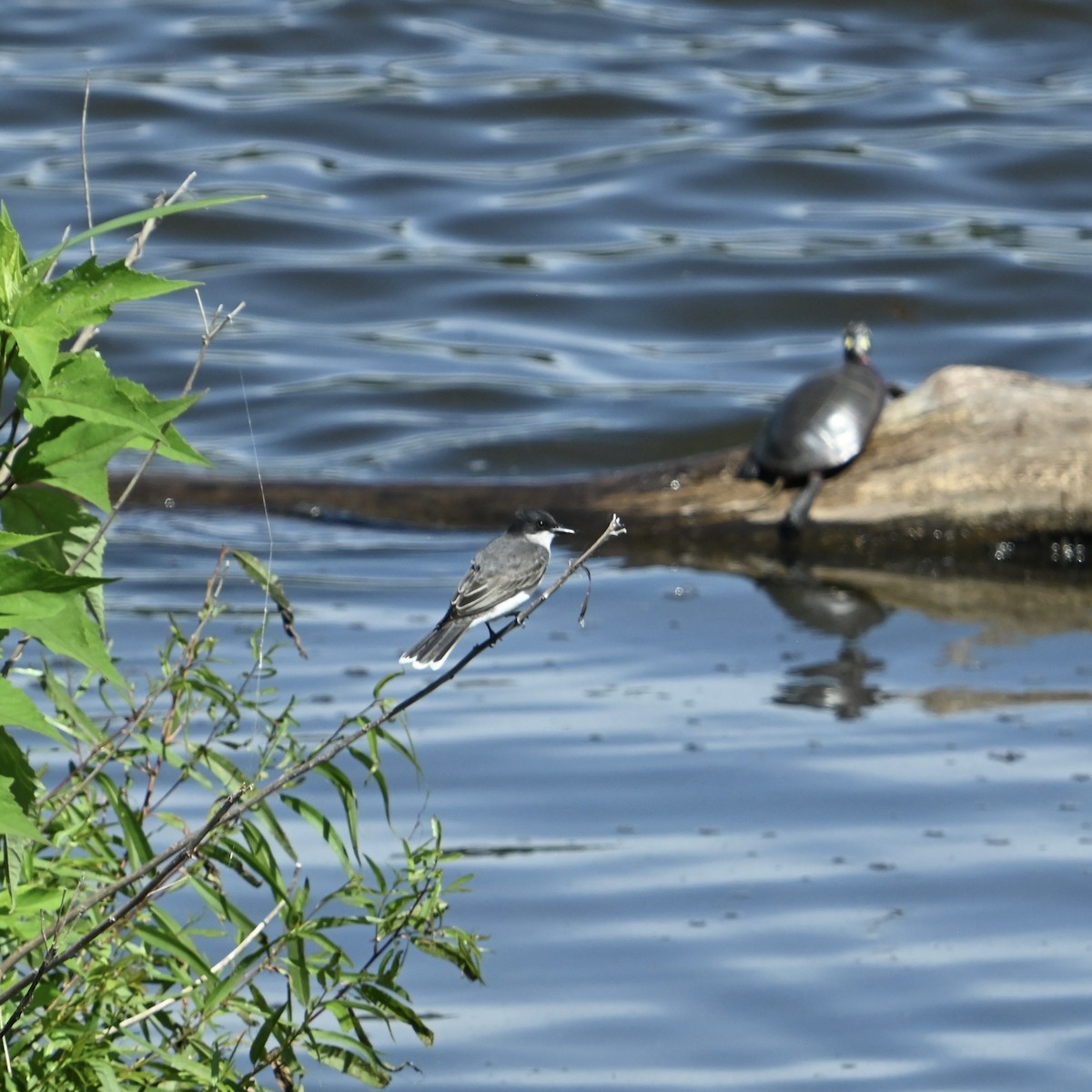 Eastern Kingbird - ML636021531