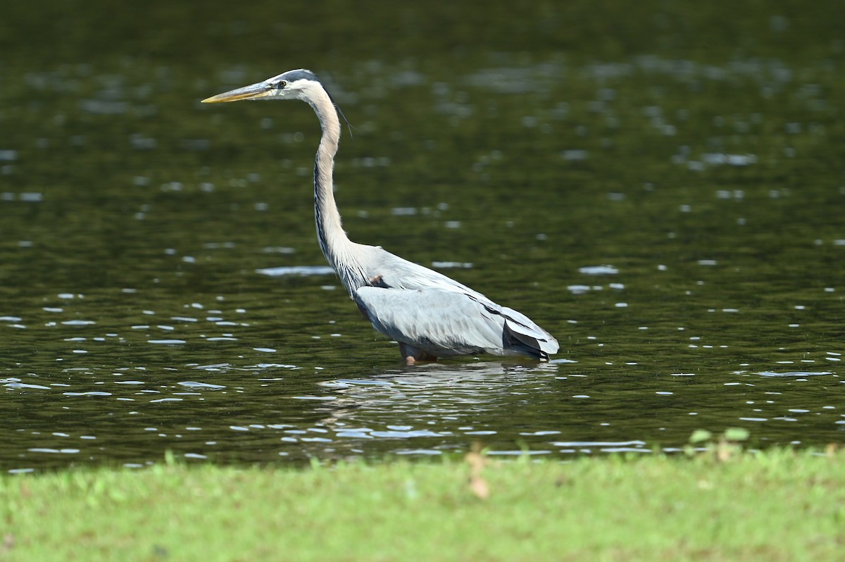 Great Blue Heron - ML636021541