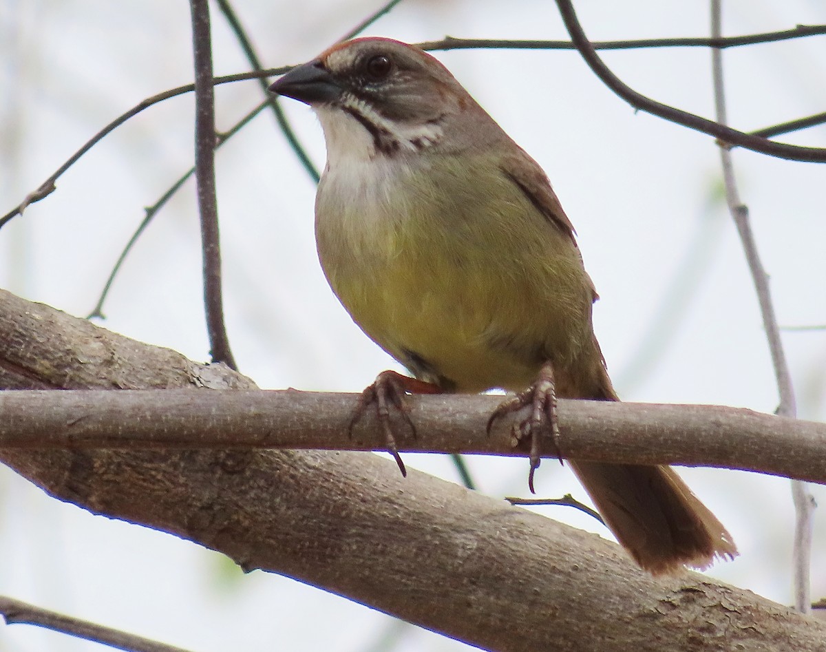 Zapata Sparrow - ML636021546