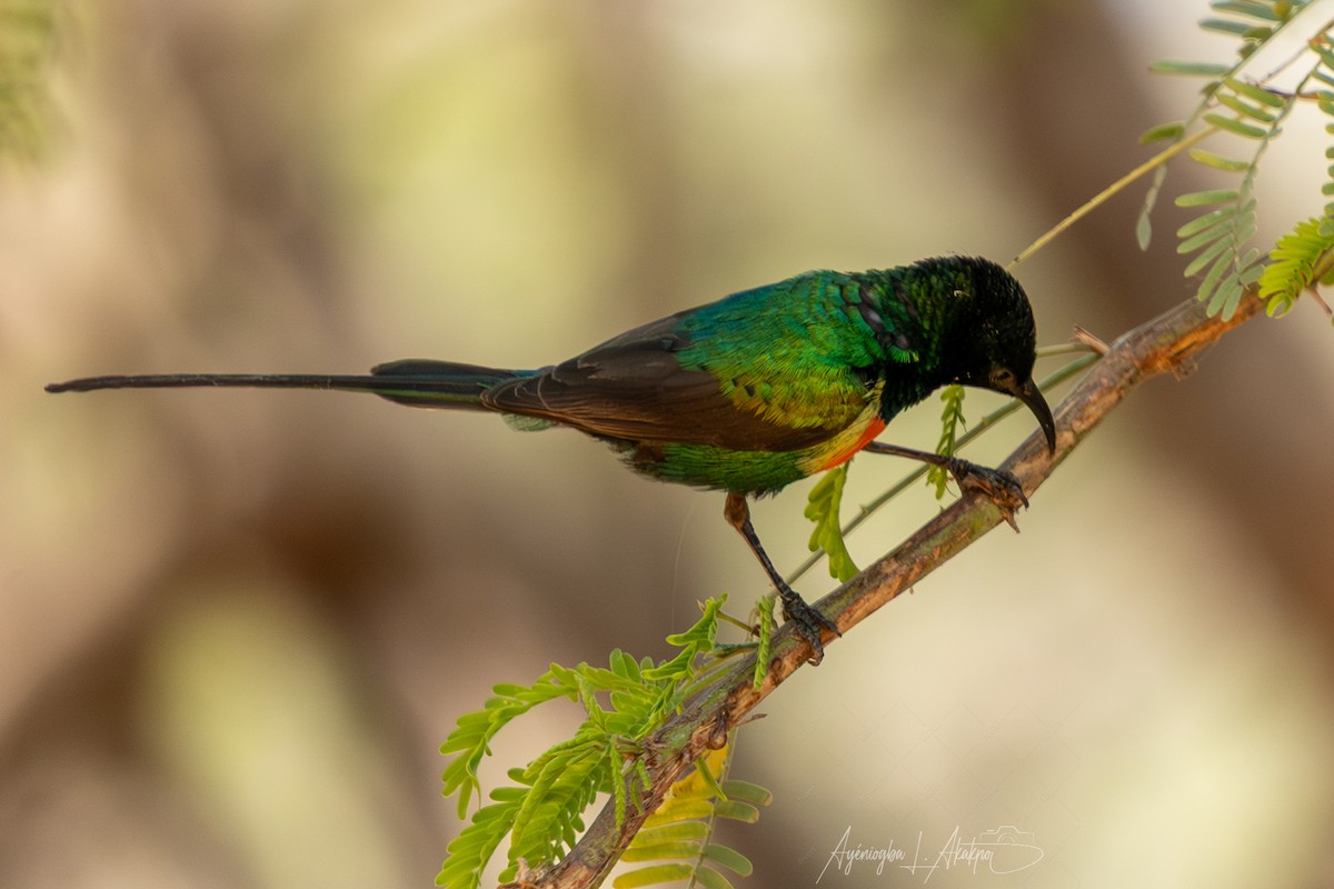 Beautiful Sunbird - ML636021549