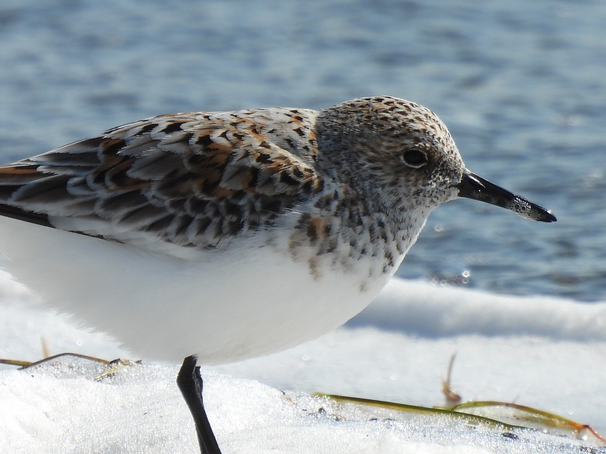 Sanderling - ML636021563