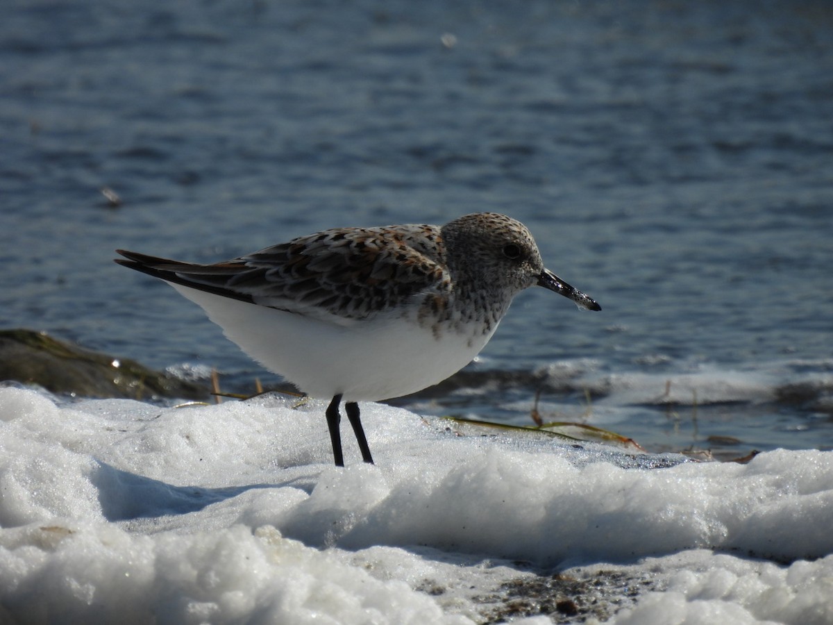 Sanderling - ML636021564