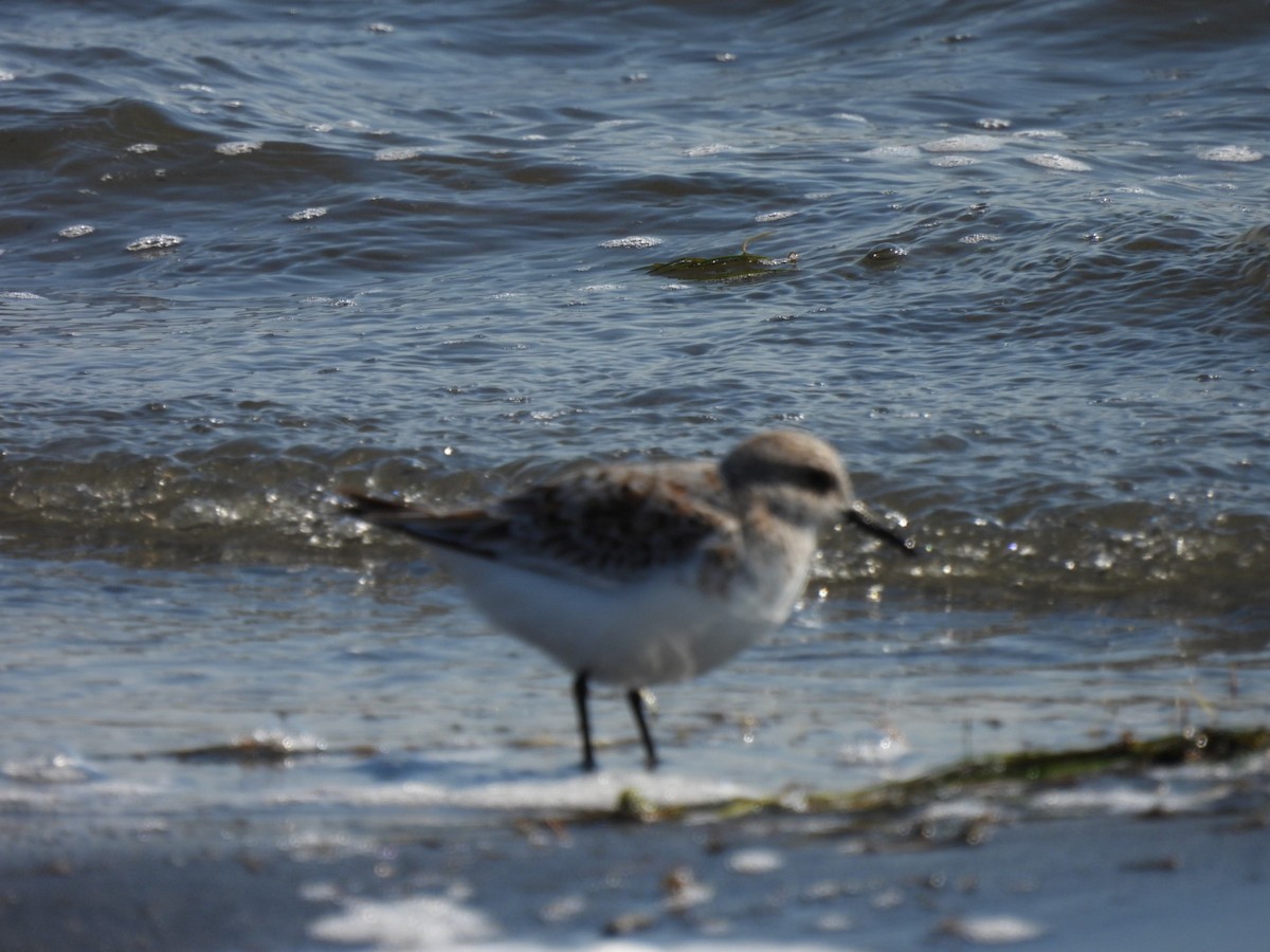 Sanderling - ML636021565