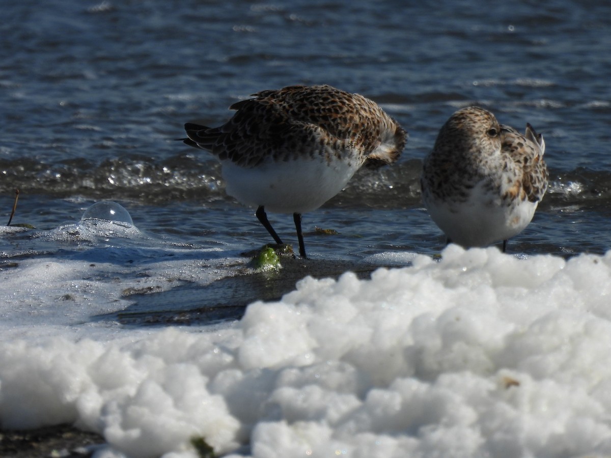 Sanderling - ML636021566