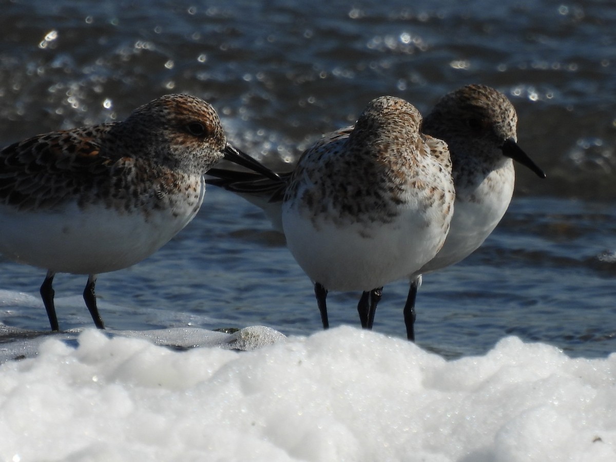Sanderling - ML636021567
