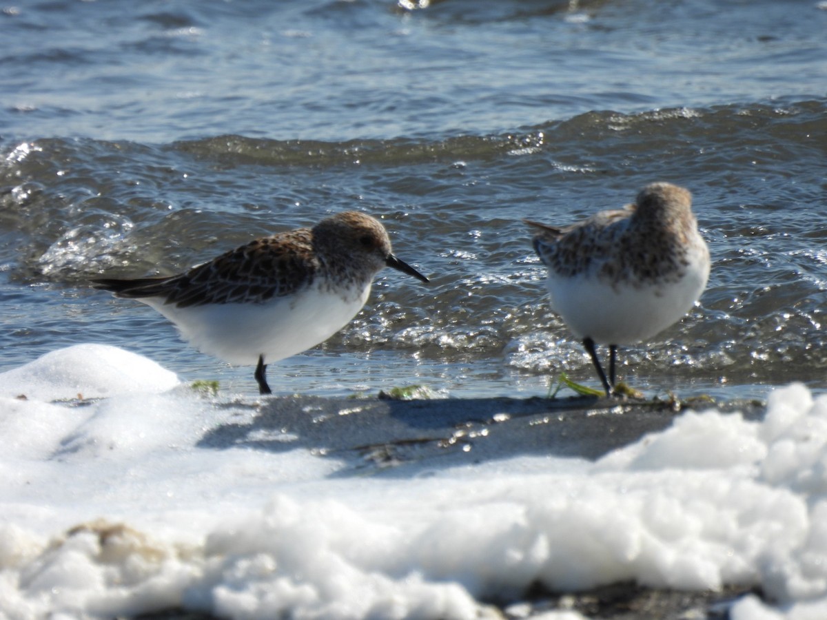 Sanderling - ML636021568