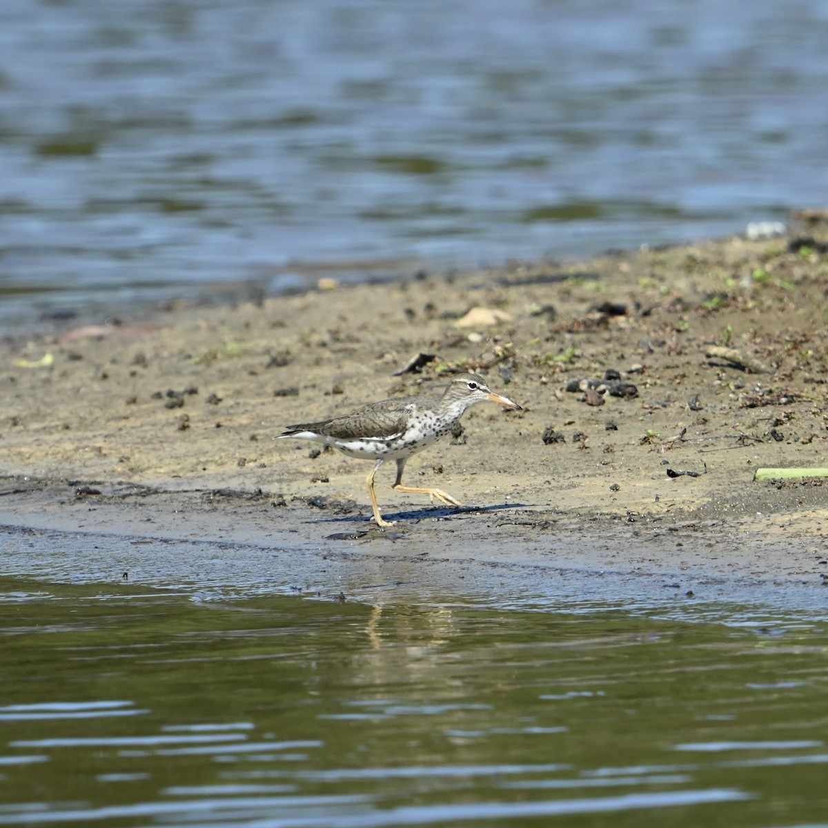 Spotted Sandpiper - ML636021588
