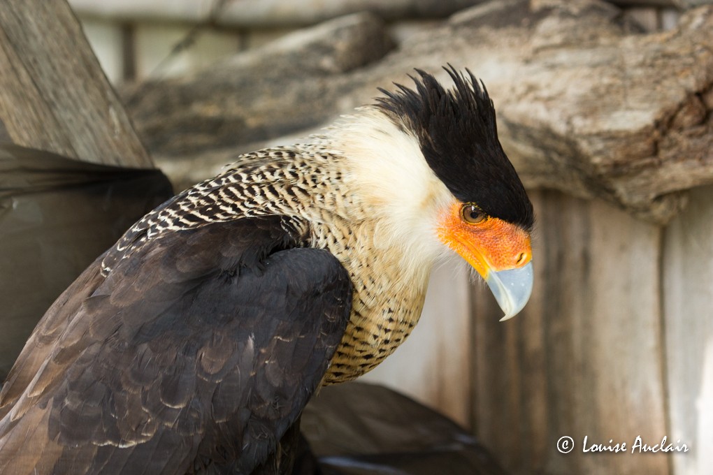 Caracara Carancho (norteño) - ML63602161