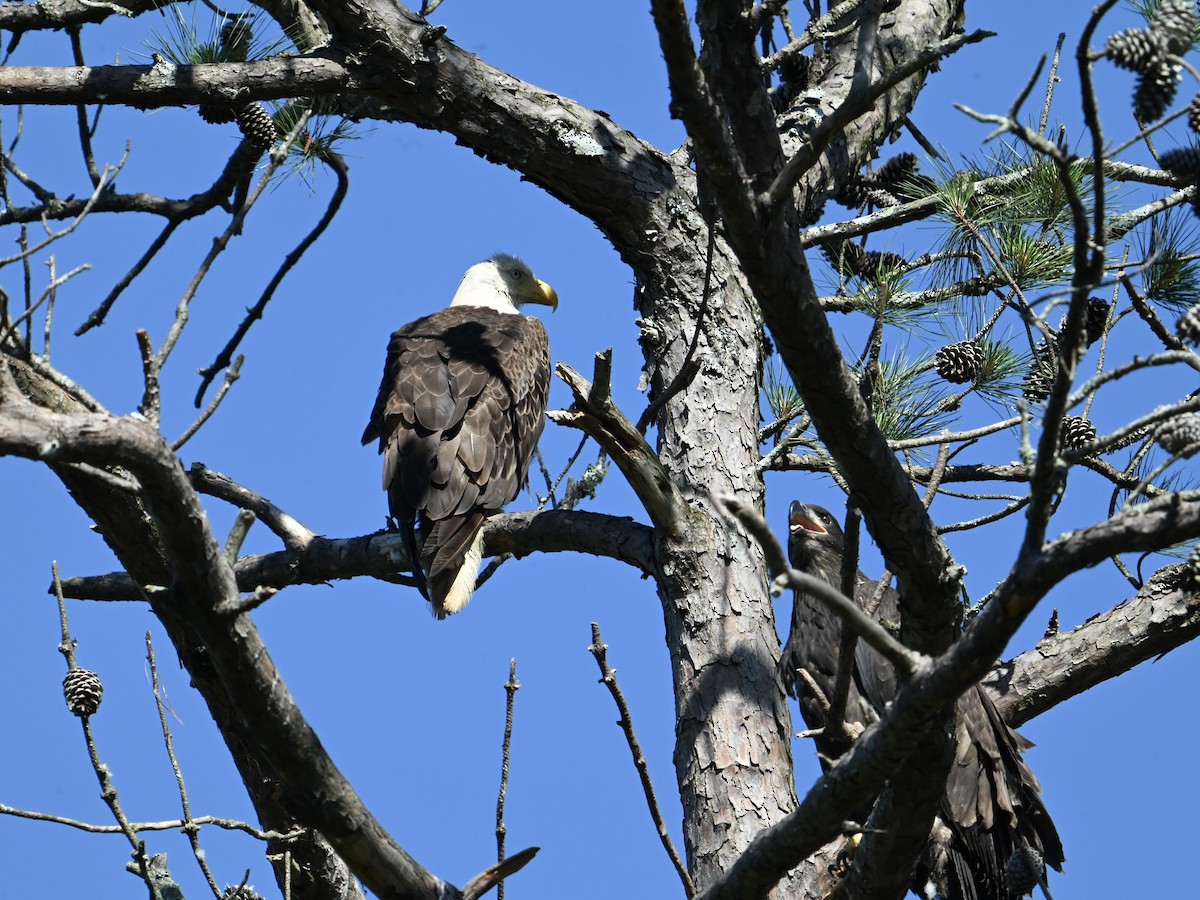Bald Eagle - ML636021612