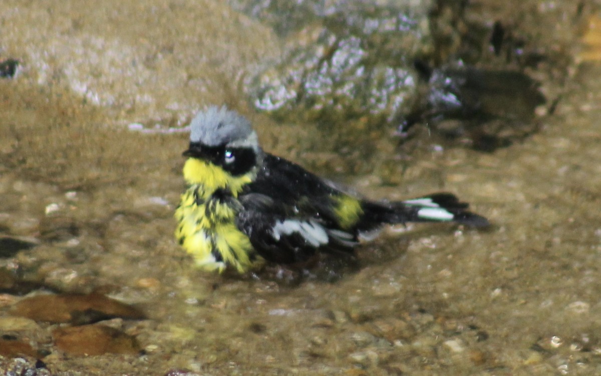 Magnolia Warbler - ML636021636