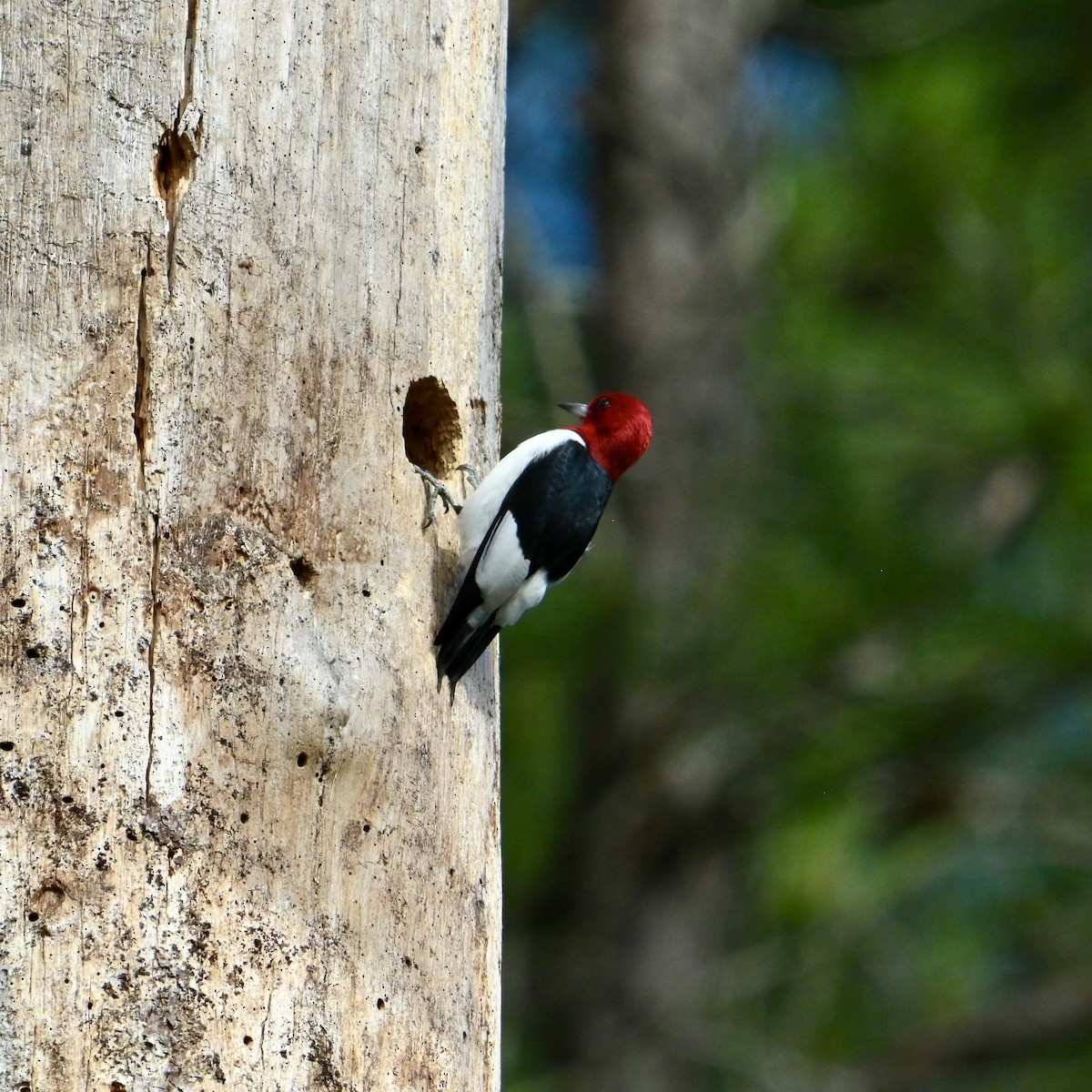 Red-headed Woodpecker - ML636021659