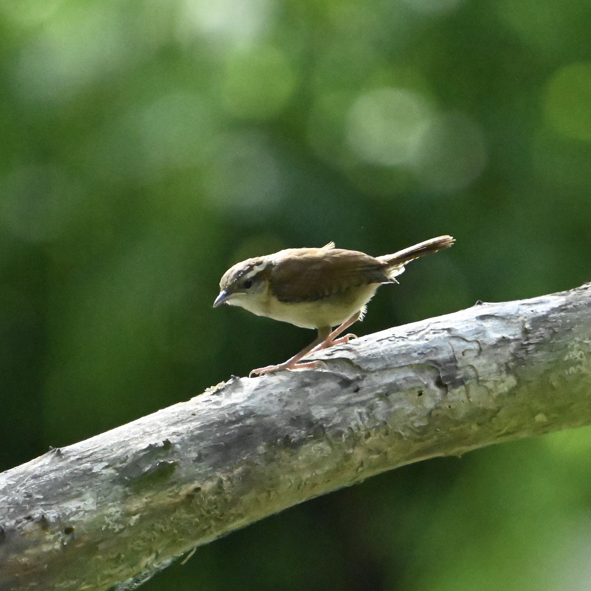 Carolina Wren - ML636021692