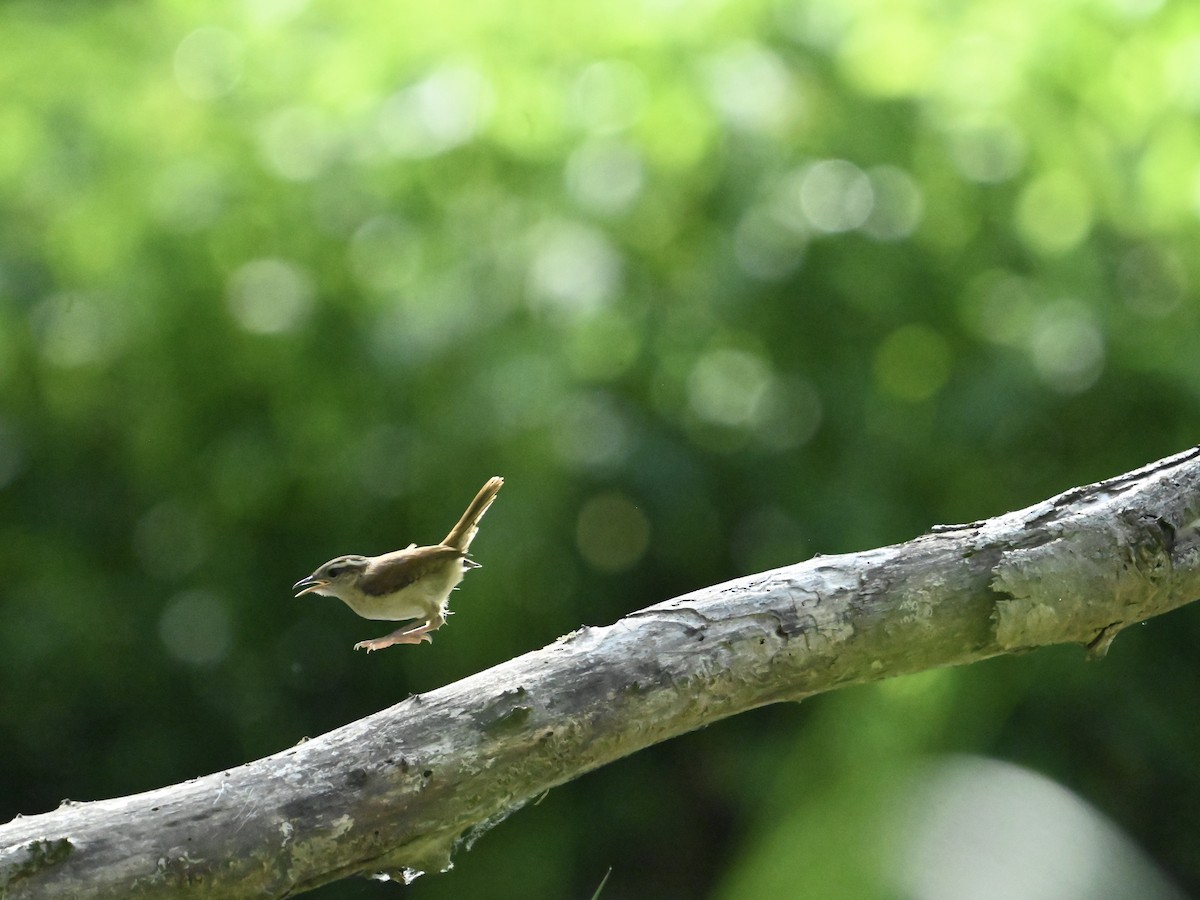 Carolina Wren - ML636021705