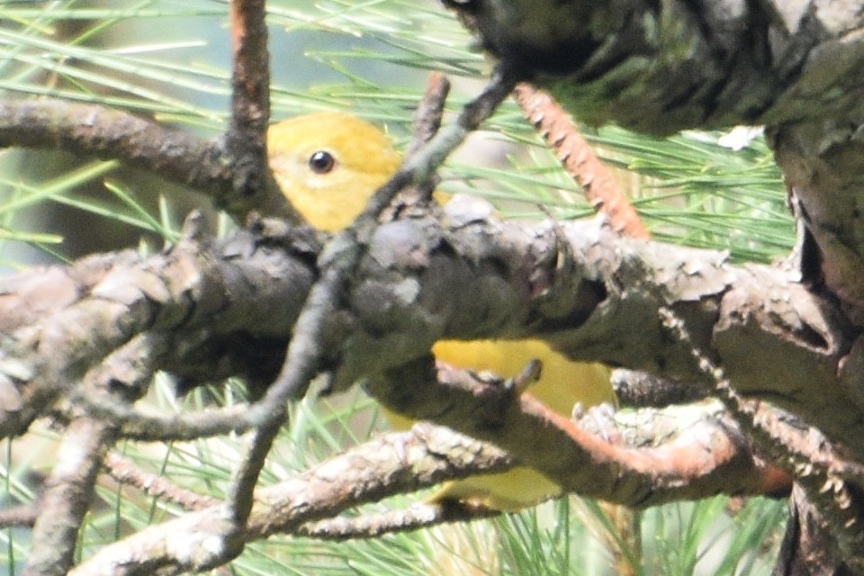 Summer Tanager - ML636021735