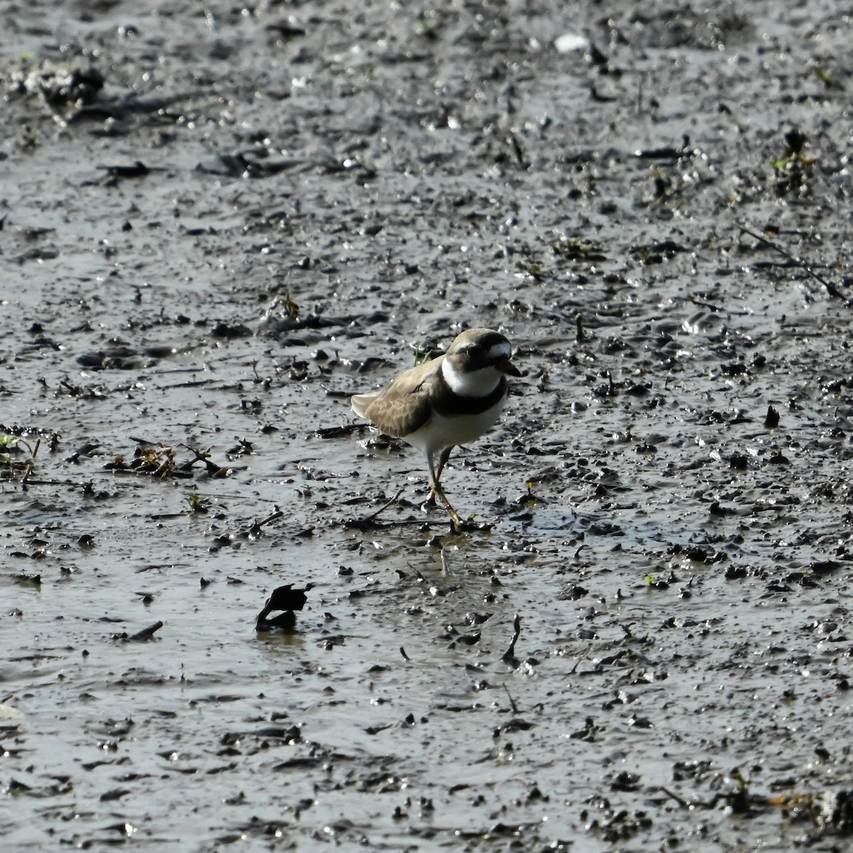 Semipalmated Plover - ML636021745