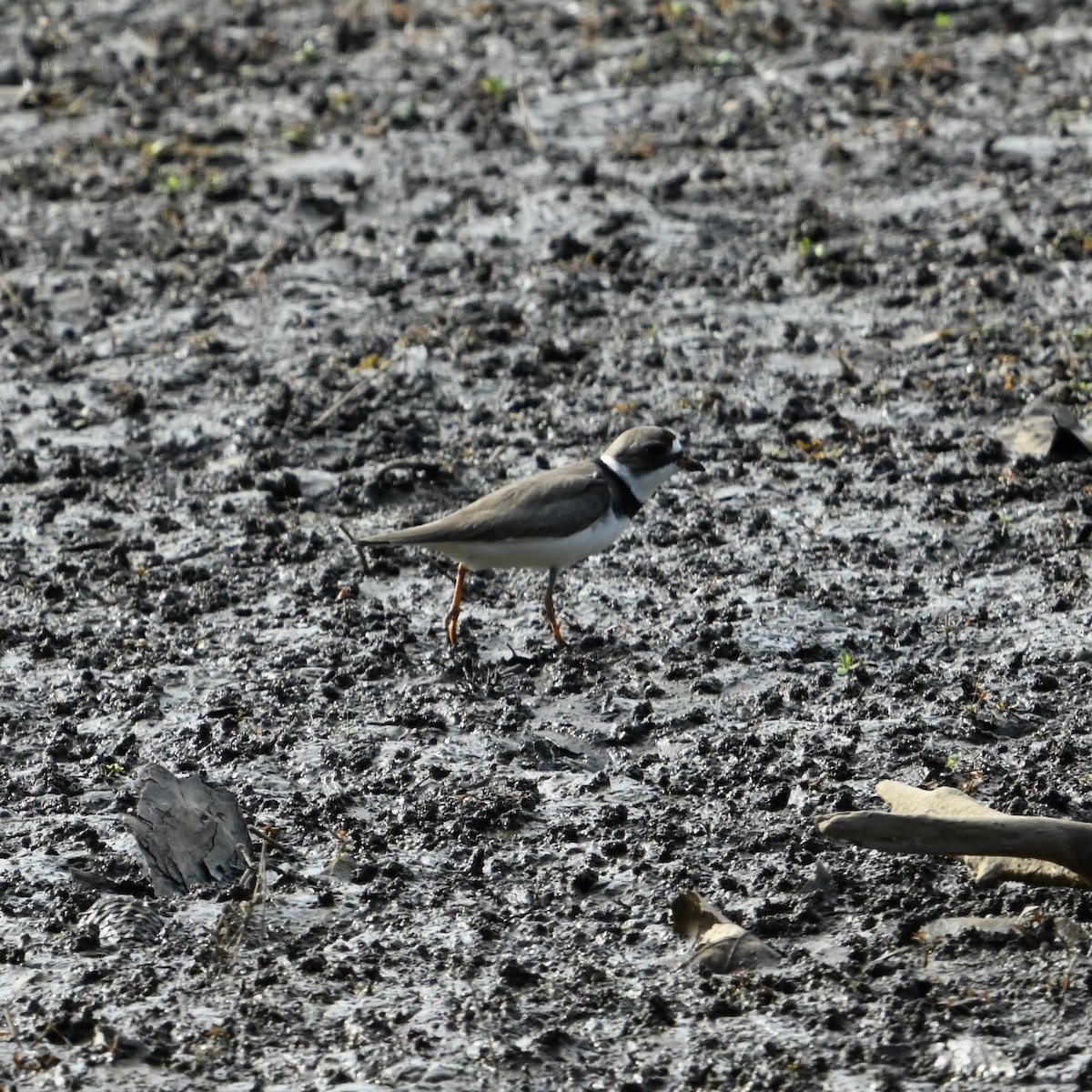 Semipalmated Plover - ML636021769