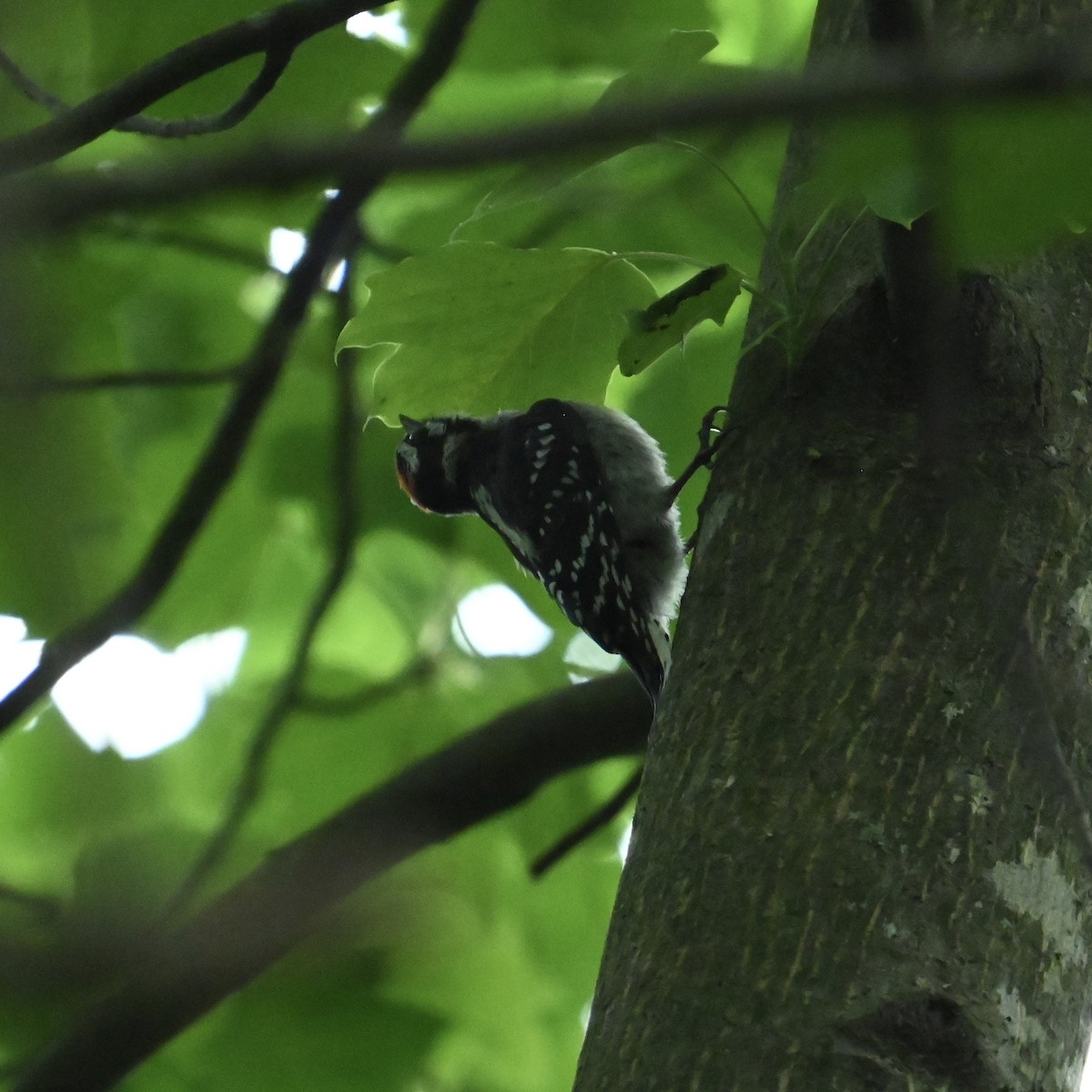 Downy Woodpecker - ML636021789