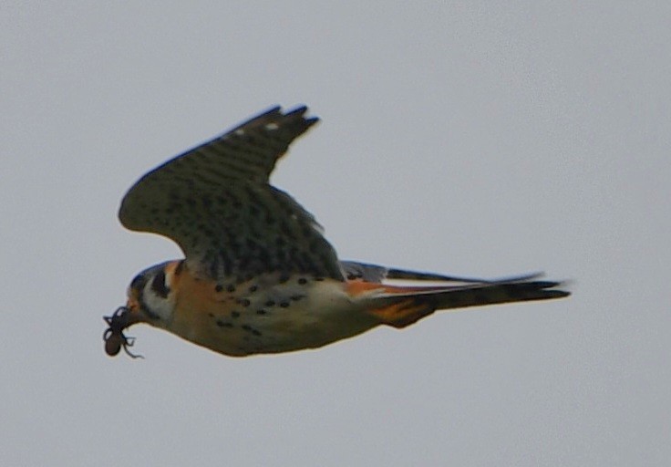 American Kestrel - ML636021806