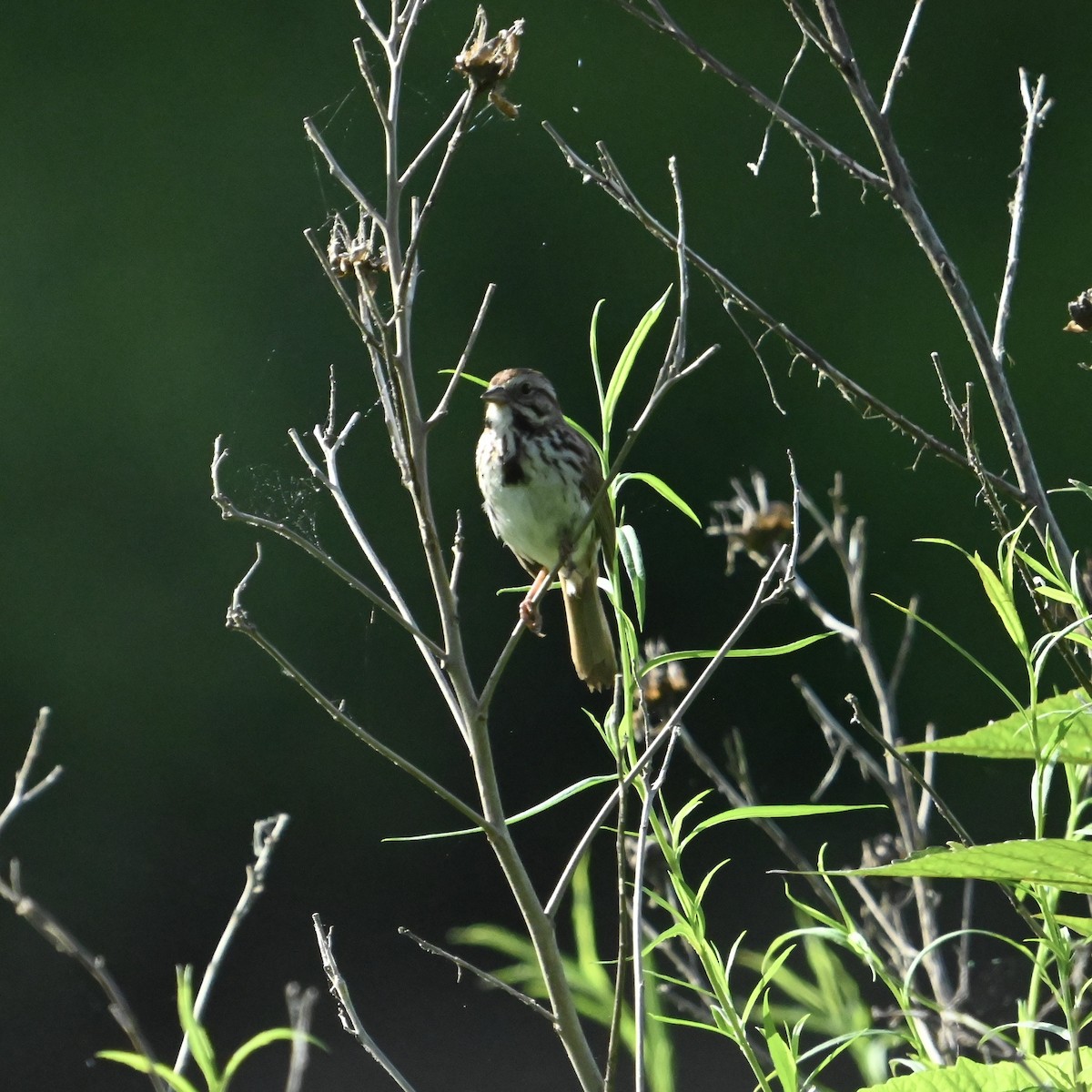 Song Sparrow - ML636021896