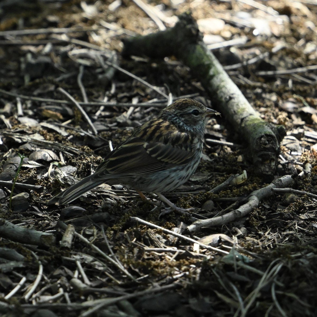 Chipping Sparrow - ML636021961