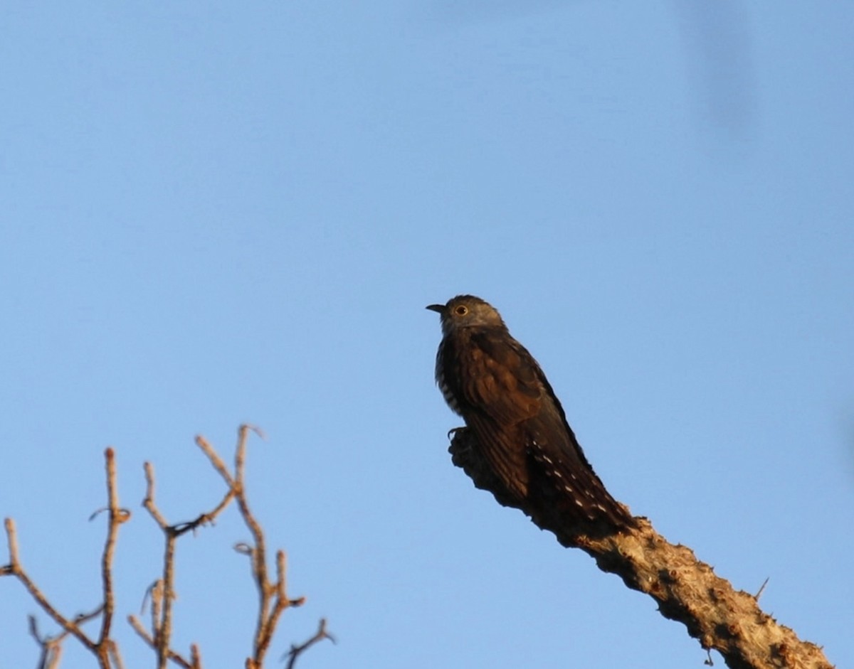 Madagascar Cuckoo - ML636021962