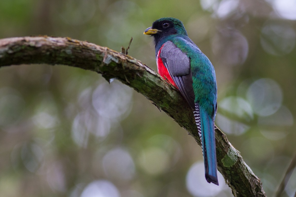 Collared Trogon - ML636022018