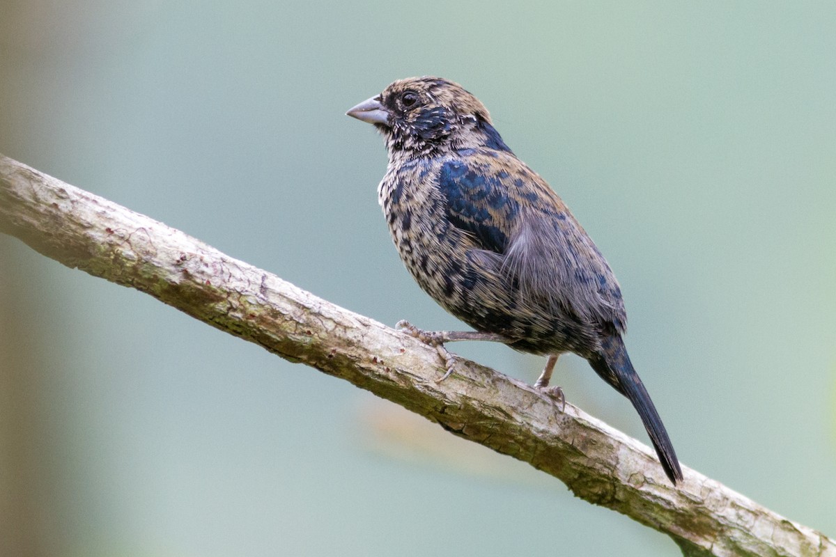 Blue-black Grassquit - ML636022033