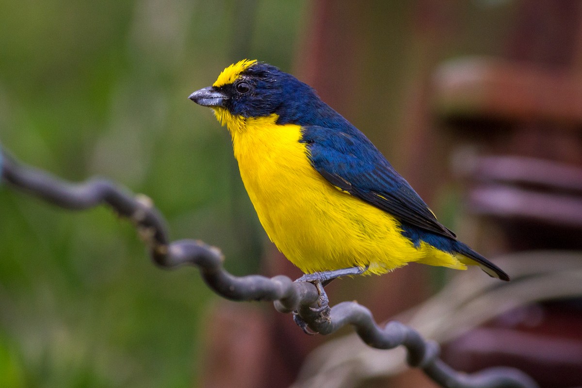 Thick-billed Euphonia - ML636022047