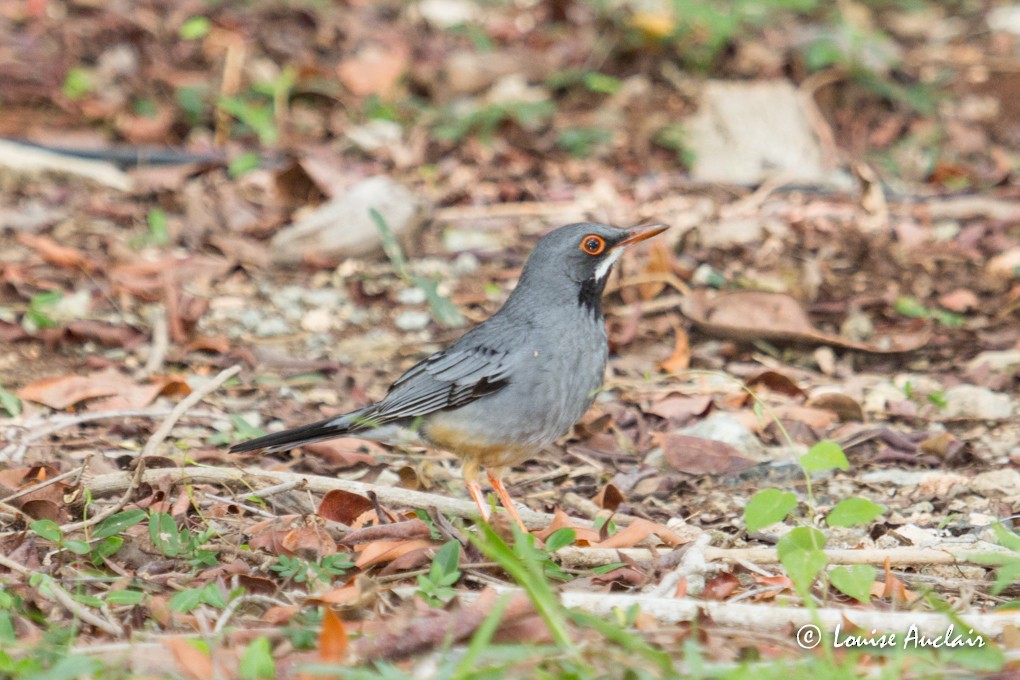 Red-legged Thrush - ML63602211