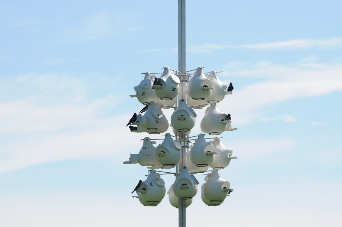 Purple Martin - ML636022134