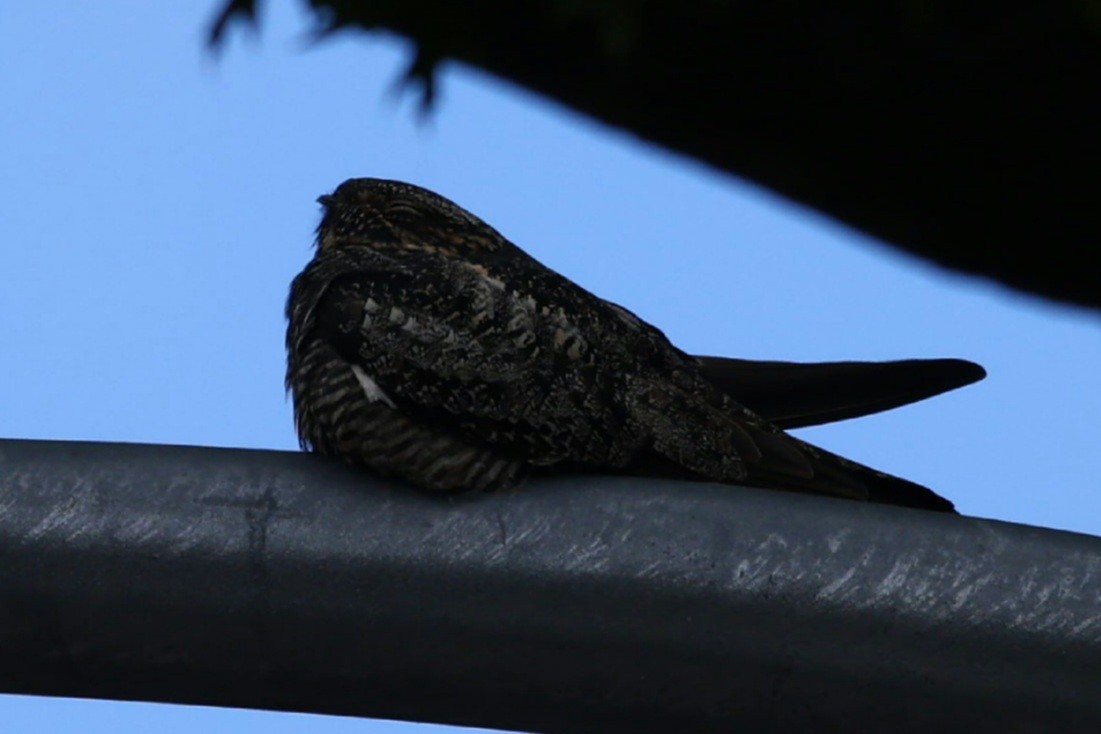 Common Nighthawk - ML636022271