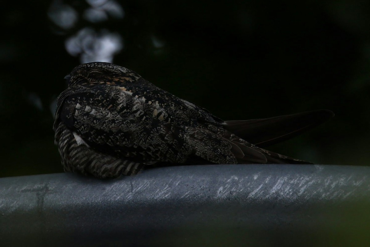Common Nighthawk - ML636022273