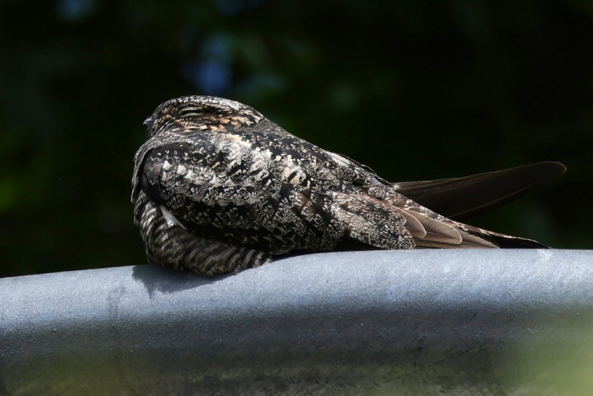 Common Nighthawk - ML636022274