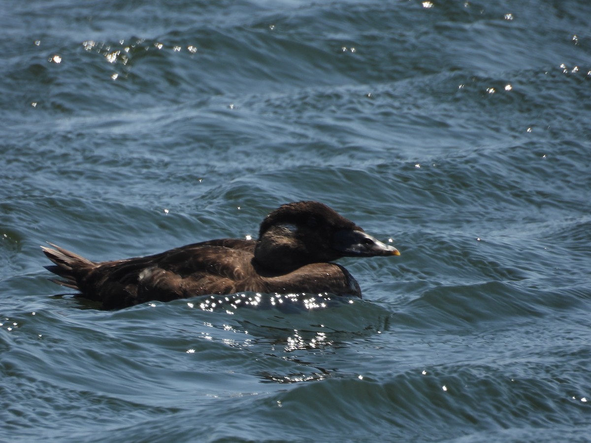 Surf Scoter - ML636022350